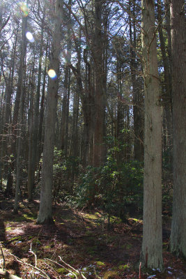 Atlantic White Cedar swamp