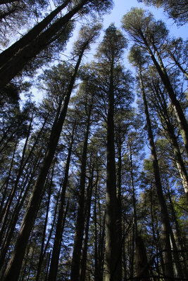 Atlantic White Cedar swamp