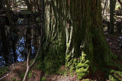 Atlantic White Cedar