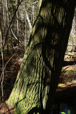 Atlantic White Cedar