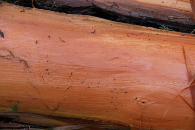 Atlantic White Cedar