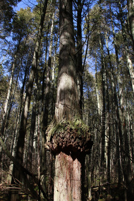 Atlantic White Cedar