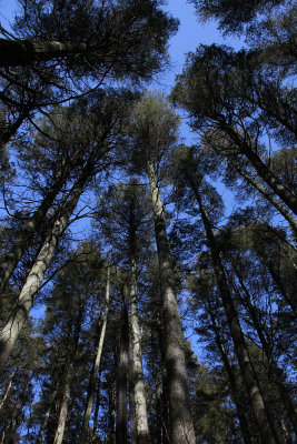 Atlantic White Cedars