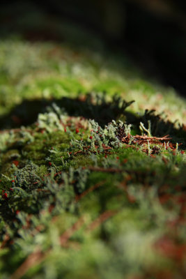Lichens and mosses