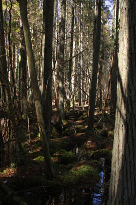 Atlantic White Cedar swamp