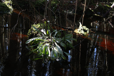 Helonias bullata- Swamp Pink