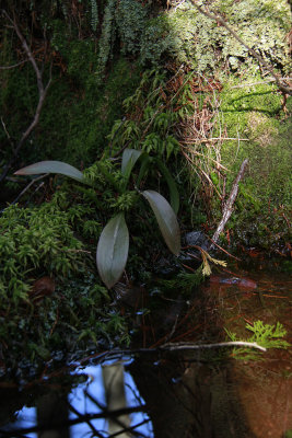 Helonias bullata- Swamp Pink