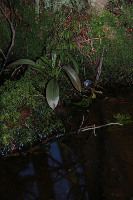 Helonias bullata- Swamp Pink