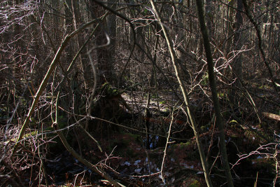 Atlantic White Cedar swamp