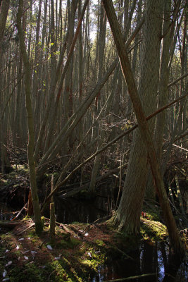 Atlantic White Cedar swamp