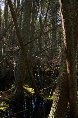 Atlantic White Cedar swamp