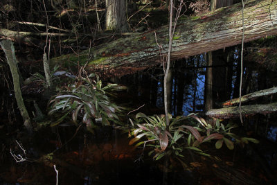 Swamp Pink in Atlantic White Cedar swamp