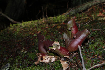 Sarracenia purpurea- Pitcher Plant