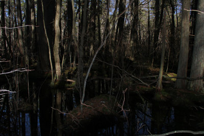 Atlantic White Cedar swamp
