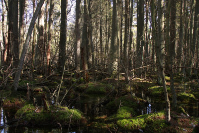 Atlantic White Cedar swamp