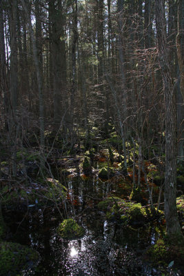 Atlantic White Cedar swamp