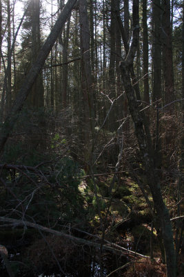 Atlantic White Cedar swamp