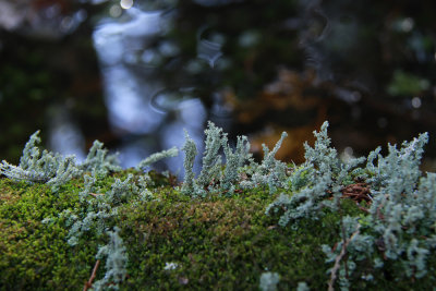 Lichens and mosses