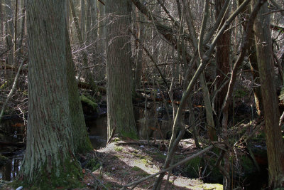 Atlantic White Cedar swamp