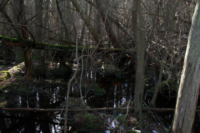 Atlantic White Cedar swamp