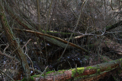 Atlantic White Cedar swamp