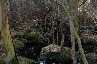 Atlantic White Cedar swamp