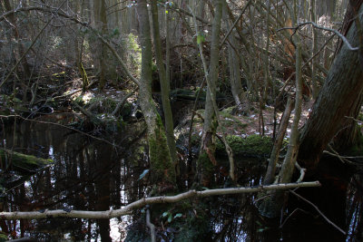 Atlantic White Cedar swamp