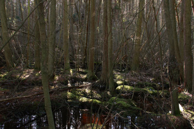 Atlantic White Cedar swamp