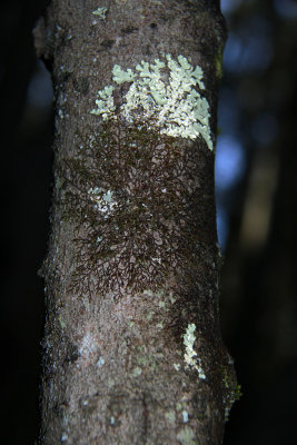 Lichens and Liverworts