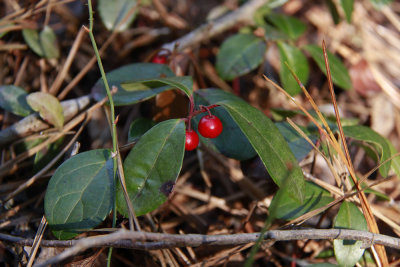 Gaultheria procumbens- Wintergreen
