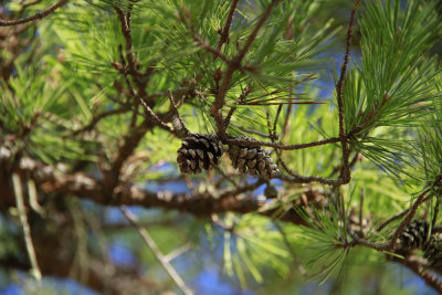 Pinus echinata- Shortleaf Pine