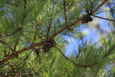 Pinus echinata- Shortleaf Pine