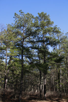 Pinus echinata- Shortleaf Pine and Pinus rigida- Pitch Pine
