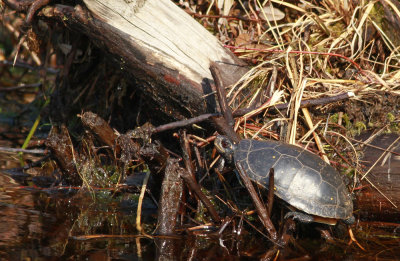 Spotted Turtle