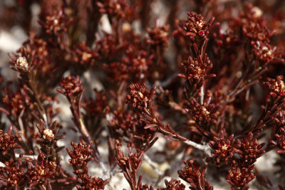 Corema conradii- Broom Crowberry