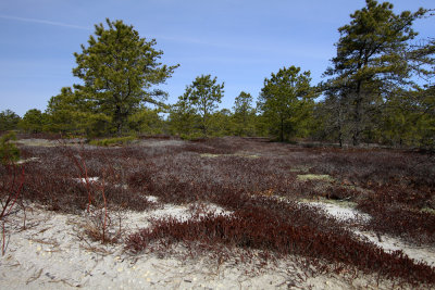 Corema conradii- Broom Crowberry