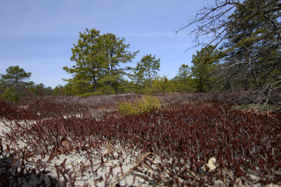 Corema conradii- Broom Crowberry