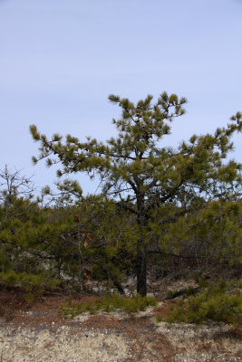 Pygmy Pitch Pine 