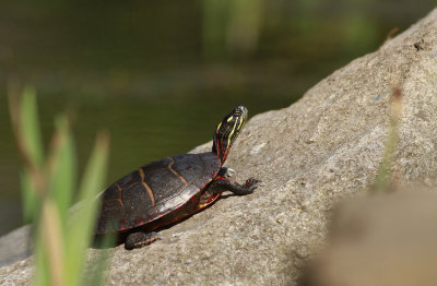 Eastern Painted Turtle