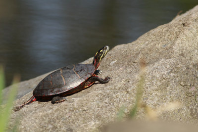 Eastern Painted Turtle