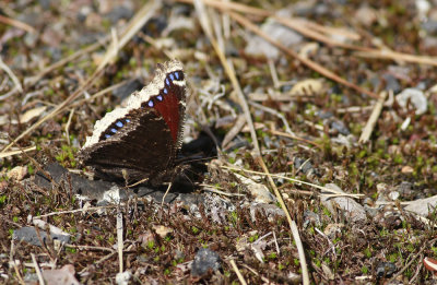 Mourning Cloak