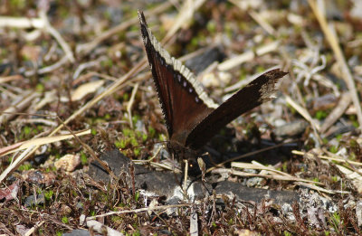 Mourning Cloak