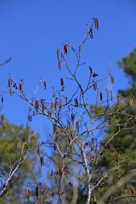 Alnus serrulata- Hazel Alder