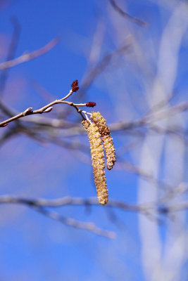 Alnus serrulata- Hazel Alder