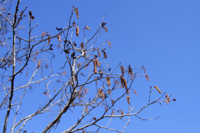 Alnus serrulata- Hazel Alder