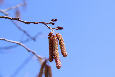 Alnus serrulata- Hazel Alder