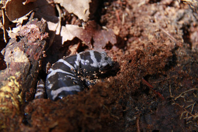 Marbled Salamander