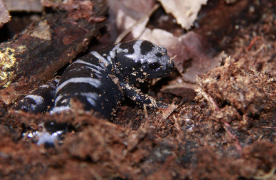 Marbled Salamander