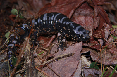 Marbled Salamander