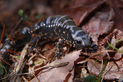 Marbled Salamander